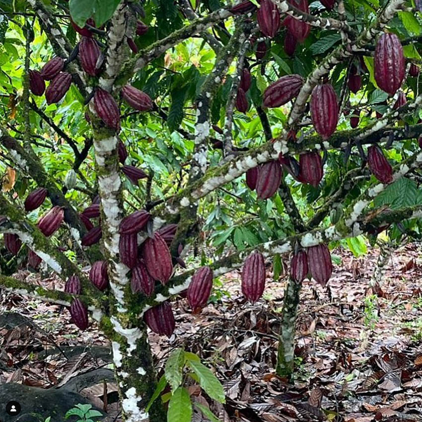 KAKAO ZRNA - COSTA RICA - Slika 2